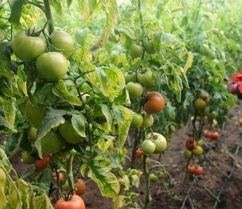 2016年我国启动食用农产品合格证管理试点，构建农产品质量安全新防线