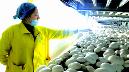江苏 食用菌产业助力群众就业增收